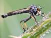 Neoitamus socius